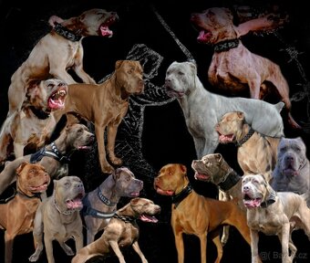 Americký BANDOG - 2