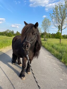 PONY SHETLAND - 2