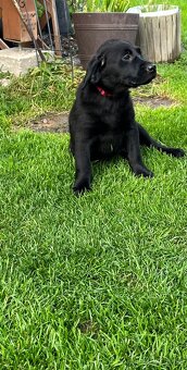 Volná fena labradora bez PP - po zrušené rezervaci - 2