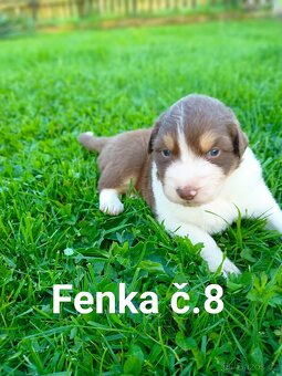 Australský ovčák - štěňata bez PP - 2