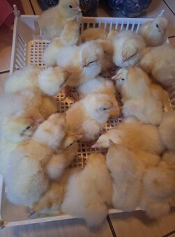 KUŘÁTKA - LEGHORN AMERICKY čistokrevna - 2