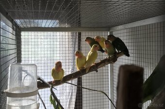 Agapornis růžohrdlý - 2