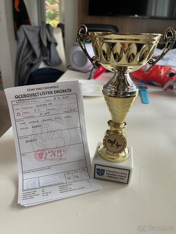 Kohouti Australka velká černá a modrá - 2