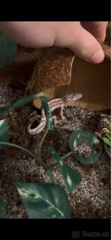 Gekončík noční - 2