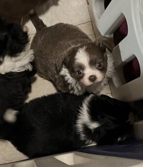 2x dlouhosrstý pejsek s PP FCI, čivava - 2