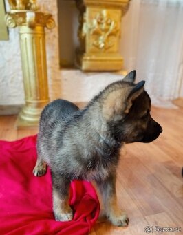 Štěně fenečka - 2