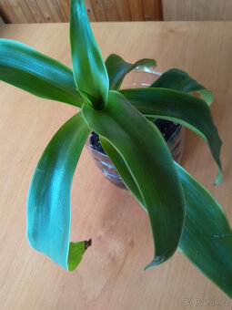 Kalísie voňavá, sazenice,léčivka, pokojová rostlina - 2