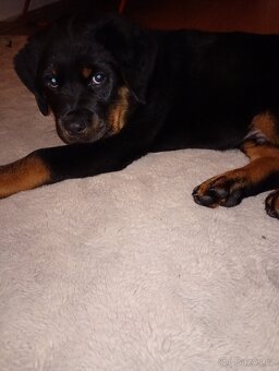 Štěně rotvajlera - 2