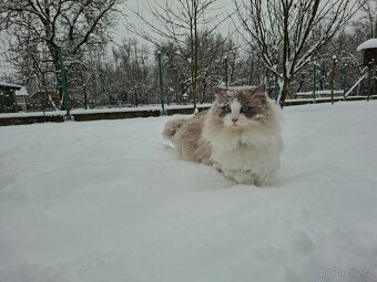 Ragdoll na kryti - 2