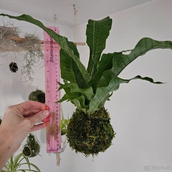 Kokedama s kapradinou - 2