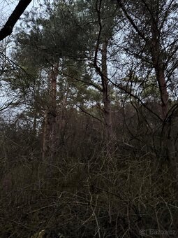 Prodej lesního pozemku k.ú. Vinaře - 2