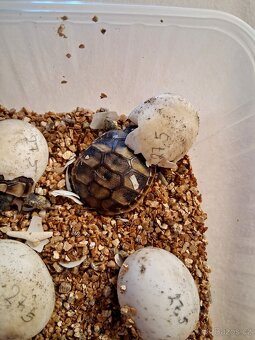 Želva zelenavá - 2