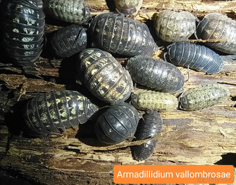 Isopody - nabídka - 2