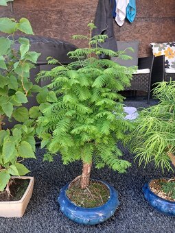 Bonsaj, bonsai - 2