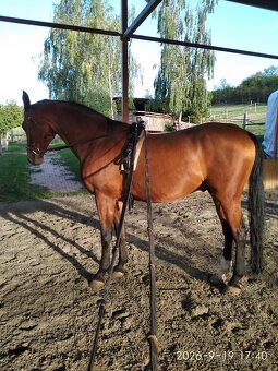 Valach po Dark Diamond - 2