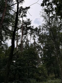 Prodej lesního pozemku k.ú. Kojice - 2