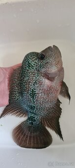 Flowerhorn - 2
