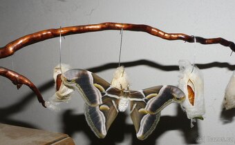 odchovna motýlů - ubikace - 2