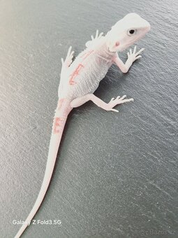 Agama vousta zero - 2
