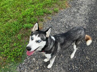 Fenka Huskyho - 2