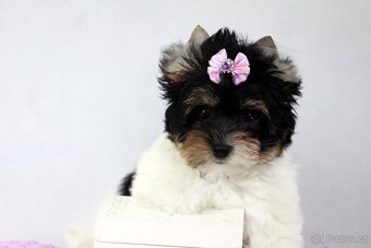 biewer yorkshire terrier s PP - 2