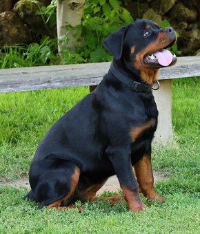 Rotvajler štěně s PP, Rottweiler štěně s PP - 2