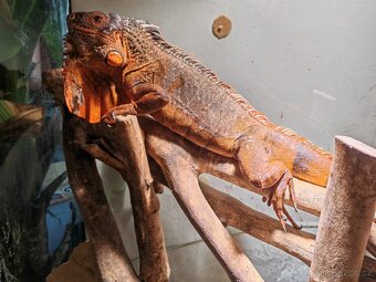 Leguán - červené zbarvení (Iguana Iguana red) - 2