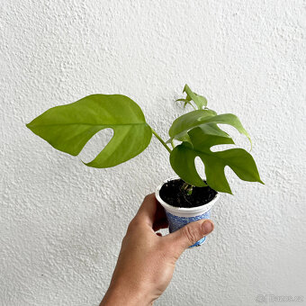 Monstera minima - 2