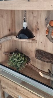 Terarium zlaty Dub 150cm - 2