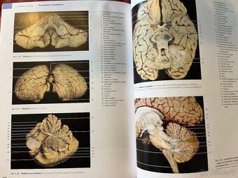 Fotografický atlas anatomie člověka - 2