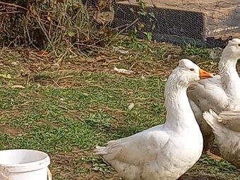 Husa chocholatá - 2