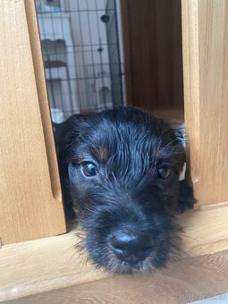 Štěně jezevčík drsnosrstý bez PP - 2