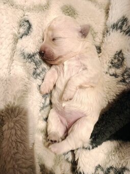 Boloňský psík - 2