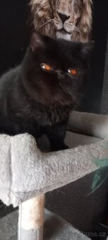 Perska a exotická kotatka - 2