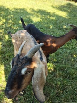 Vysoko podílové an. kozy - 2