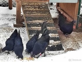 Ayam Cemani + kuřátka - 2