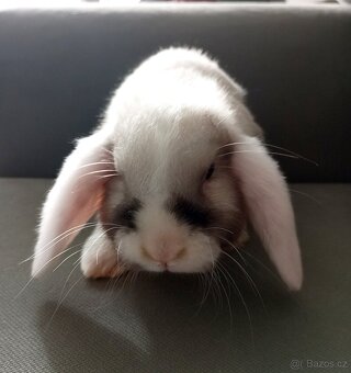 Zakrslý beránek králíček - 2