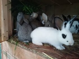 Prodám odstavené králíky - 2