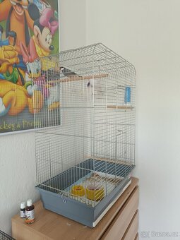 Klec+1xAmadina+2xRýžovník-pár. - 2