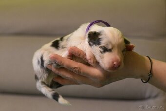 Blue merle pes border kolie - 2
