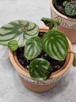 pokojová rostlina - Peperomia - 2