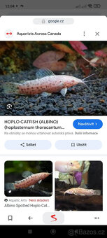 Hoplosternum thoracatum albino ( Pancericek) - 2
