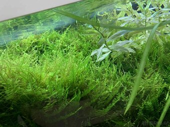 Akvarijní mech - 2