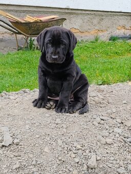 Labrador - 2