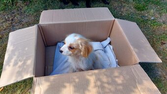 Cavalier king Charles španiel,kavalier krizenec - 2