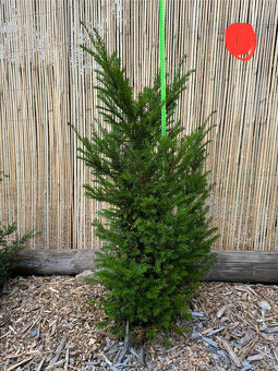 Tis červený - Taxus baccata - 2