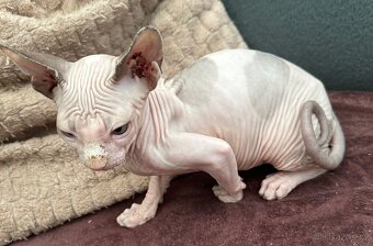 Koťata Kanadský Sphynx - 2