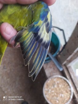 neofema modrohlavá, tyrkysová - 2