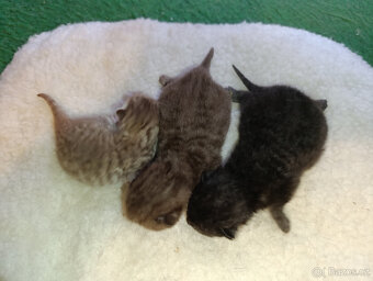 Britská koťata - 2