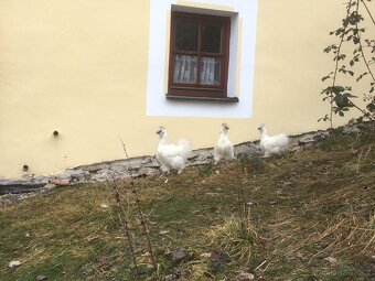 Bílá hedvábnička slepice - 2